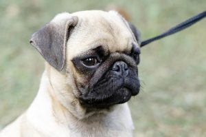 狗的平均寿命是多少(泰迪狗的平均寿命)-警犬训练器材厂家 _警犬训练用品_工作犬训练用品-南京开久警犬装备