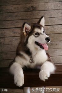 阿拉斯加犬叫声mp3(阿拉斯加犬叫声音频)-警犬训练器材厂家 _警犬训练用品_工作犬训练用品-南京开久警犬装备