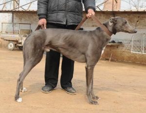 南宫格力犬(南宫格力犬种公飞鱼)-警犬训练器材厂家 _警犬训练用品_工作犬训练用品-南京开久警犬装备