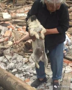 北京抓住流浪狗怎么处理(流浪狗怎么抓住它)-警犬训练器材厂家 _警犬训练用品_工作犬训练用品-南京开久警犬装备