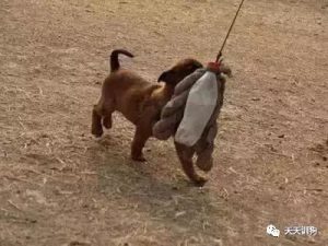 狗狗四肢无力到处走动(狗狗突然没精神四肢无力)-警犬训练器材厂家 _警犬训练用品_工作犬训练用品-南京开久警犬装备