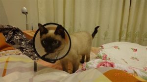 麒麟尾的狗是怎样的(猫麒麟尾小时候是怎样的)-警犬训练器材厂家 _警犬训练用品_工作犬训练用品-南京开久警犬装备