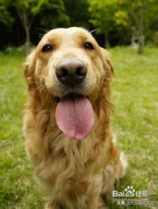 卡斯罗和马犬杂交的狗，卡斯罗和马犬混血狗长啥样-警犬训练器材厂家 _警犬训练用品_工作犬训练用品-南京开久警犬装备