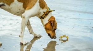 狗能不能吃螃蟹壳(狗吃螃蟹壳吐了和便血怎么办)-警犬训练器材厂家 _警犬训练用品_工作犬训练用品-南京开久警犬装备