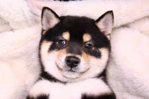 柴犬价格_柴犬价格-警犬训练器材厂家 _警犬训练用品_工作犬训练用品-南京开久警犬装备