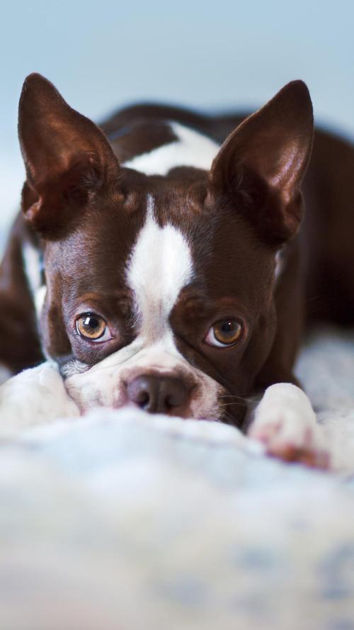 波士顿梗犬优缺点(波士顿梗犬多少钱一只) - 警犬训练器材厂家 _警犬训练用品_工作犬训练用品-南京开久警犬装备-警犬训练器材厂家 _警犬训练用品_工作犬训练用品-南京开久警犬装备