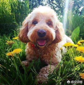 泰迪犬怎么看年龄泰迪犬年龄判断 *** ？泰迪犬怎么看纯不纯,如何挑选小泰迪犬-警犬训练器材厂家 _警犬训练用品_工作犬训练用品-南京开久警犬装备