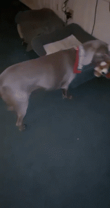 英国的魏玛猎犬多少钱一只的简单介绍萌宠-警犬训练器材厂家 _警犬训练用品_工作犬训练用品-南京开久警犬装备