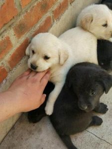 拉布拉多一月幼犬的特征_黑拉布拉多 ***  幼犬 黑色 特征-警犬训练器材厂家 _警犬训练用品_工作犬训练用品-南京开久警犬装备