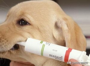 狗狗拉肚子怎么办？三个月小狗拉稀怎么治疗-警犬训练器材厂家 _警犬训练用品_工作犬训练用品-南京开久警犬装备