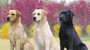 狗吃了一个樱桃核(狗吃了一个樱桃核有事吗)-警犬训练器材厂家 _警犬训练用品_工作犬训练用品-南京开久警犬装备