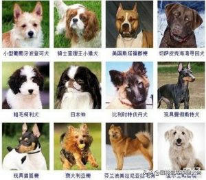 狗狗的种类(狗的品种和特点介绍)-警犬训练器材厂家 _警犬训练用品_工作犬训练用品-南京开久警犬装备