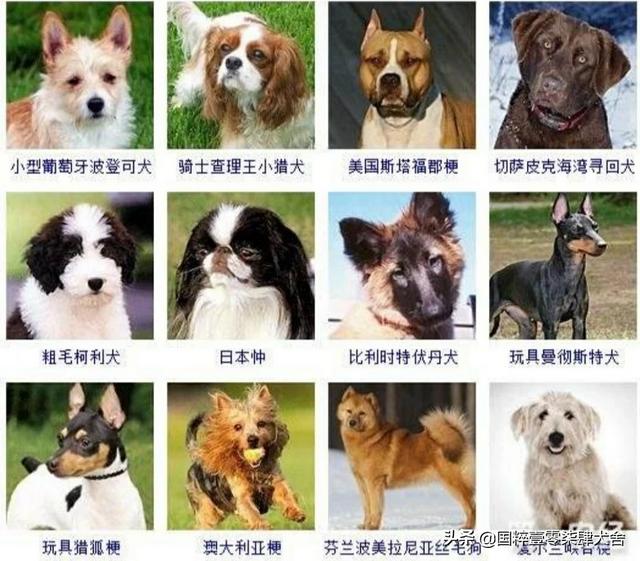狗狗的种类(狗的品种和特点介绍) - 警犬训练器材厂家 _警犬训练用品_工作犬训练用品-南京开久警犬装备-警犬训练器材厂家 _警犬训练用品_工作犬训练用品-南京开久警犬装备