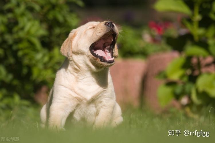 狗狗咳嗽(狗狗咳嗽是怎么回事?八个原因) - 警犬训练器材厂家 _警犬训练用品_工作犬训练用品-南京开久警犬装备-警犬训练器材厂家 _警犬训练用品_工作犬训练用品-南京开久警犬装备
