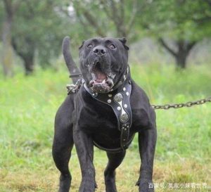小偷狗恐怖结局(小偷狗 恐怖结局)-警犬训练器材厂家 _警犬训练用品_工作犬训练用品-南京开久警犬装备