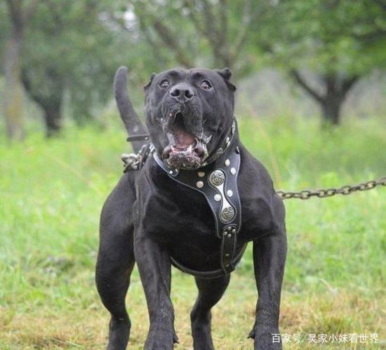 小偷狗恐怖结局(小偷狗 恐怖结局) - 警犬训练器材厂家 _警犬训练用品_工作犬训练用品-南京开久警犬装备-警犬训练器材厂家 _警犬训练用品_工作犬训练用品-南京开久警犬装备