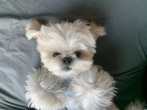 西施犬小时候好养吗(小西施犬小时候的 *** )-警犬训练器材厂家 _警犬训练用品_工作犬训练用品-南京开久警犬装备