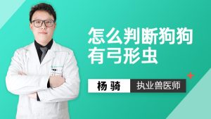 狗弓形虫治疗 *** (母猪弓形虫治疗 *** )-警犬训练器材厂家 _警犬训练用品_工作犬训练用品-南京开久警犬装备