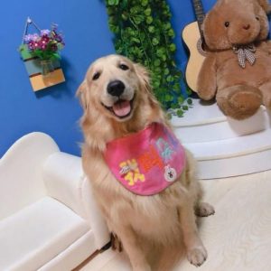 给狗狗一直开着小太阳(小太阳可以一直开高温吗)-警犬训练器材厂家 _警犬训练用品_工作犬训练用品-南京开久警犬装备