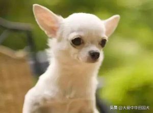 白色像雪球的狗狗叫什么(动漫白色狗狗叫什么)-警犬训练器材厂家 _警犬训练用品_工作犬训练用品-南京开久警犬装备