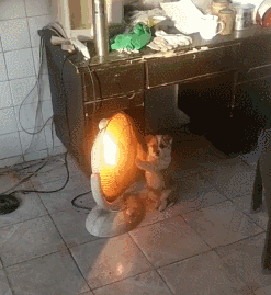 幼犬可以用小太阳取暖吗-警犬训练器材厂家 _警犬训练用品_工作犬训练用品-南京开久警犬装备