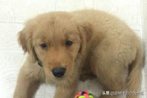 金毛狗狗吃什么狗粮好?金毛狗狗几个月可以吃干狗粮-警犬训练器材厂家 _警犬训练用品_工作犬训练用品-南京开久警犬装备