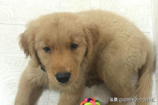 金毛狗狗吃什么狗粮好？金毛狗狗几个月可以吃干狗粮 - 警犬训练器材厂家 _警犬训练用品_工作犬训练用品-南京开久警犬装备-警犬训练器材厂家 _警犬训练用品_工作犬训练用品-南京开久警犬装备