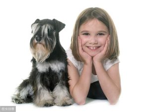 小型雪纳瑞犬寿命，小型雪纳瑞犬的优缺点-警犬训练器材厂家 _警犬训练用品_工作犬训练用品-南京开久警犬装备