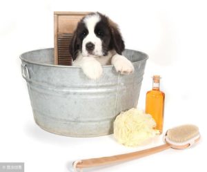 狗狗身上很多蜱虫怎么办?(狗狗身上有蜱虫,直接拔下来会怎么样)-警犬训练器材厂家 _警犬训练用品_工作犬训练用品-南京开久警犬装备