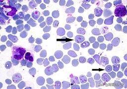 蜱虫咬了狗狗有什么症状(狗狗被虫咬了用什么药)-警犬训练器材厂家 _警犬训练用品_工作犬训练用品-南京开久警犬装备