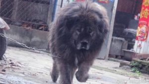 比藏獒还厉害的狗(藏獒是第几厉害的狗)-警犬训练器材厂家 _警犬训练用品_工作犬训练用品-南京开久警犬装备