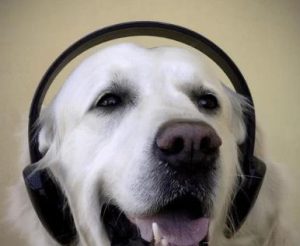 狗狗喜欢的音乐(狗狗喜欢的音乐排行榜)-警犬训练器材厂家 _警犬训练用品_工作犬训练用品-南京开久警犬装备