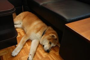 小狗在脚边打滚萌宠(小狗边叫边打滚)-警犬训练器材厂家 _警犬训练用品_工作犬训练用品-南京开久警犬装备