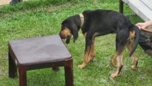 史宾格型犬(史宾格属于什么犬种)-警犬训练器材厂家 _警犬训练用品_工作犬训练用品-南京开久警犬装备