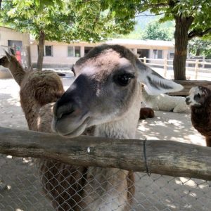 秦岭野生动物园可以带狗吗(西安秦岭野生动物园)-警犬训练器材厂家 _警犬训练用品_工作犬训练用品-南京开久警犬装备