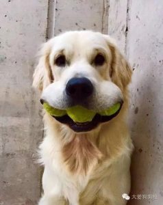 大嘴巴的狗叫什么(大嘴巴的狗叫什么名字)-警犬训练器材厂家 _警犬训练用品_工作犬训练用品-南京开久警犬装备