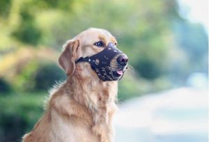 狗带套曰女人安全吗-警犬训练器材厂家 _警犬训练用品_工作犬训练用品-南京开久警犬装备