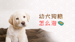 狗粮怎么泡(狗粮要用水泡吗)-警犬训练器材厂家 _警犬训练用品_工作犬训练用品-南京开久警犬装备