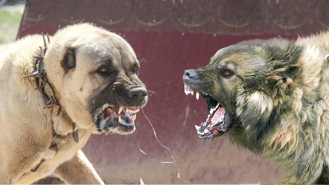 狗的品种高加索大型(高加索杂交品种 *** ) - 警犬训练器材厂家 _警犬训练用品_工作犬训练用品-南京开久警犬装备-警犬训练器材厂家 _警犬训练用品_工作犬训练用品-南京开久警犬装备