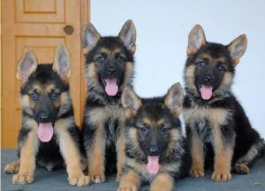 德国牧羊犬怎么训(德国牧羊犬怎么训练不咬人)-警犬训练器材厂家 _警犬训练用品_工作犬训练用品-南京开久警犬装备