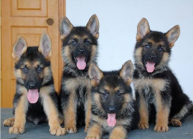 德国牧羊犬怎么训(德国牧羊犬怎么训练不咬人) - 警犬训练器材厂家 _警犬训练用品_工作犬训练用品-南京开久警犬装备-警犬训练器材厂家 _警犬训练用品_工作犬训练用品-南京开久警犬装备