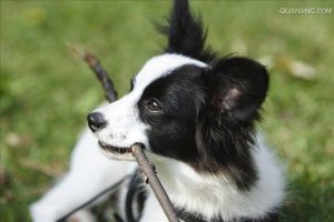 蝴蝶犬幼犬长什么样(如何判断是蝴蝶犬幼犬)-警犬训练器材厂家 _警犬训练用品_工作犬训练用品-南京开久警犬装备