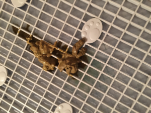 两个月小狗拉稀怎么办(两个月的小狗拉稀呕吐怎么办)-警犬训练器材厂家 _警犬训练用品_工作犬训练用品-南京开久警犬装备