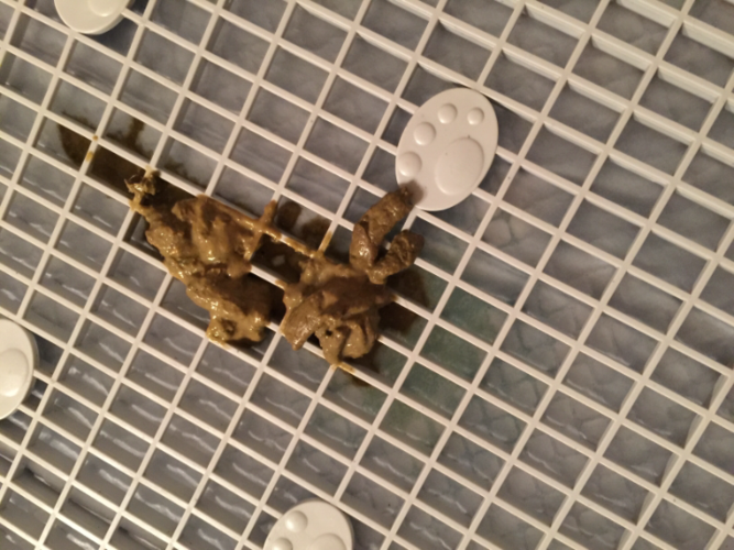 两个月小狗拉稀怎么办(两个月的小狗拉稀呕吐怎么办) - 警犬训练器材厂家 _警犬训练用品_工作犬训练用品-南京开久警犬装备-警犬训练器材厂家 _警犬训练用品_工作犬训练用品-南京开久警犬装备