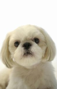 白色的狮子狗叫什么名字(白色狮子狗取什么名字)-警犬训练器材厂家 _警犬训练用品_工作犬训练用品-南京开久警犬装备