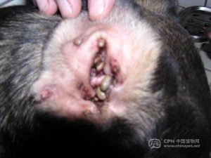 狗豆子是什么(狗豆子是什么东西)-警犬训练器材厂家 _警犬训练用品_工作犬训练用品-南京开久警犬装备