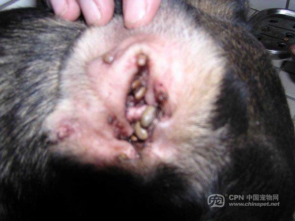 狗豆子是什么(狗豆子是什么东西) - 警犬训练器材厂家 _警犬训练用品_工作犬训练用品-南京开久警犬装备-警犬训练器材厂家 _警犬训练用品_工作犬训练用品-南京开久警犬装备