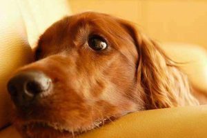 狗狗发烧症状(狗狗发烧的症状表现)-警犬训练器材厂家 _警犬训练用品_工作犬训练用品-南京开久警犬装备