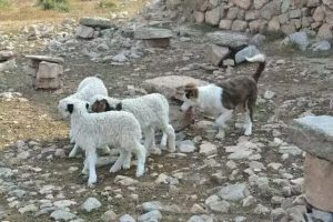 犬瘟用什么消毒(猫瘟用什么消毒最好)-警犬训练器材厂家 _警犬训练用品_工作犬训练用品-南京开久警犬装备