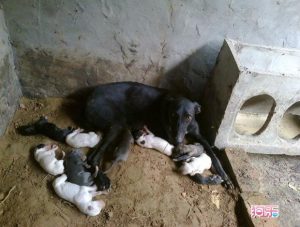 贝克贝尔格力犬(格力犬种公贝克贝尔血统)-警犬训练器材厂家 _警犬训练用品_工作犬训练用品-南京开久警犬装备